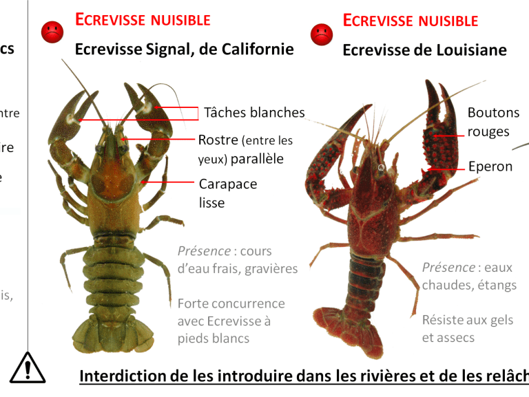 Lutte contre les espèces nuisibles et invasives