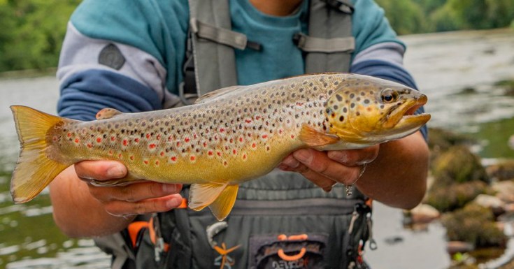 🔥Un nouveau parcours de pêche de la truite en rivière de septembre à décembre 2023 🔥